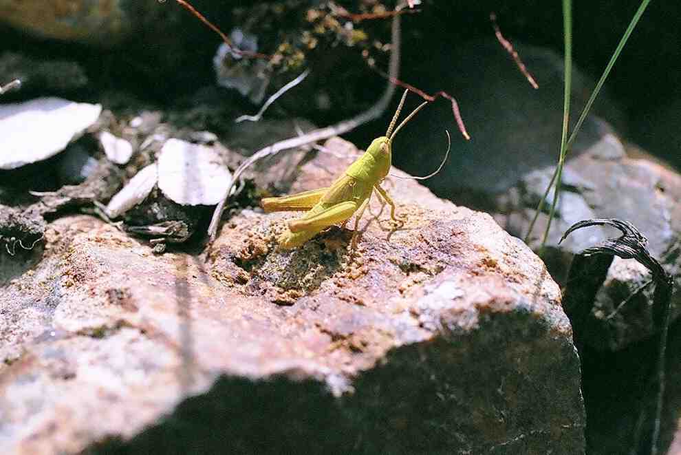2 Glyptobothrus?